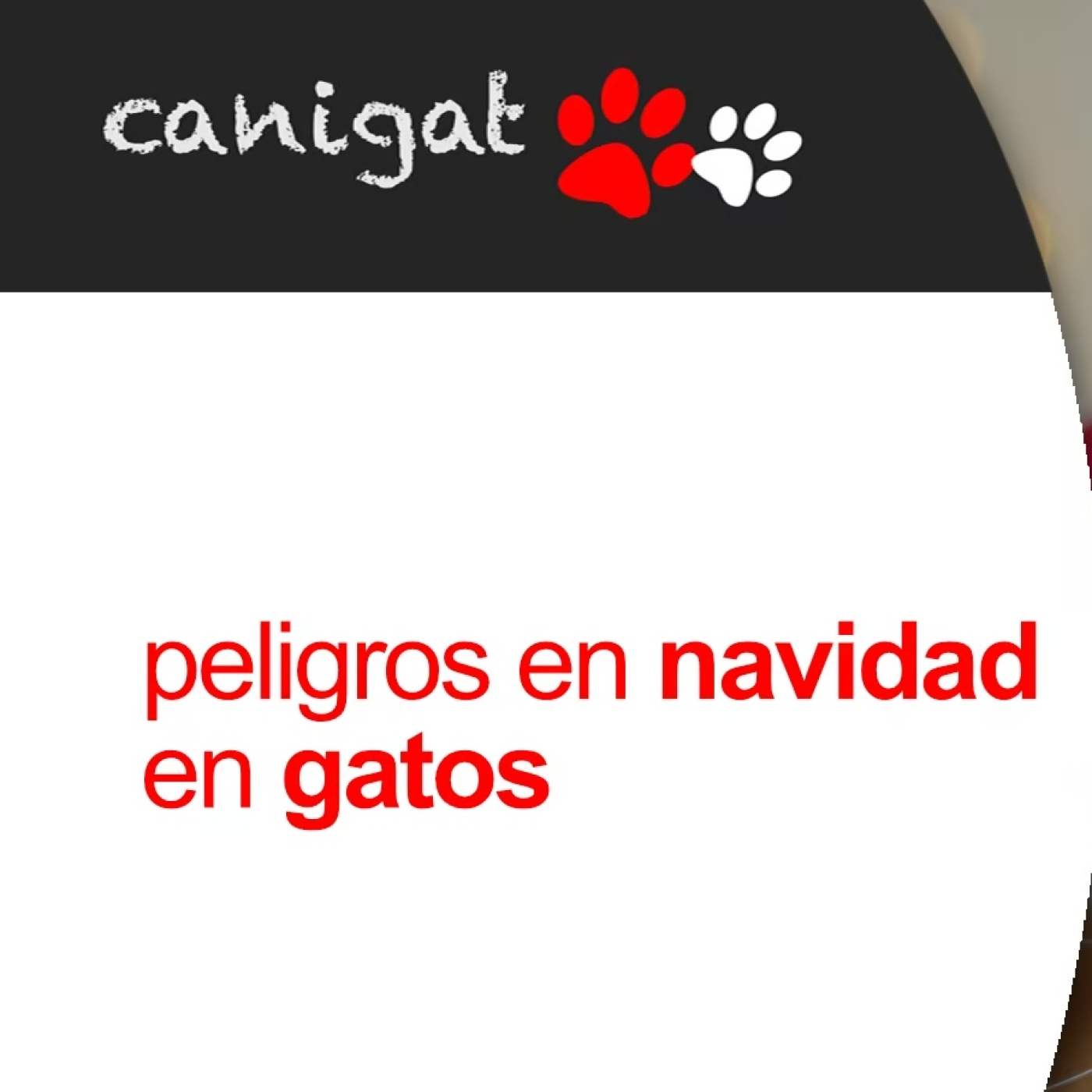 Consejos veterinarios de perros y gatos by canigat