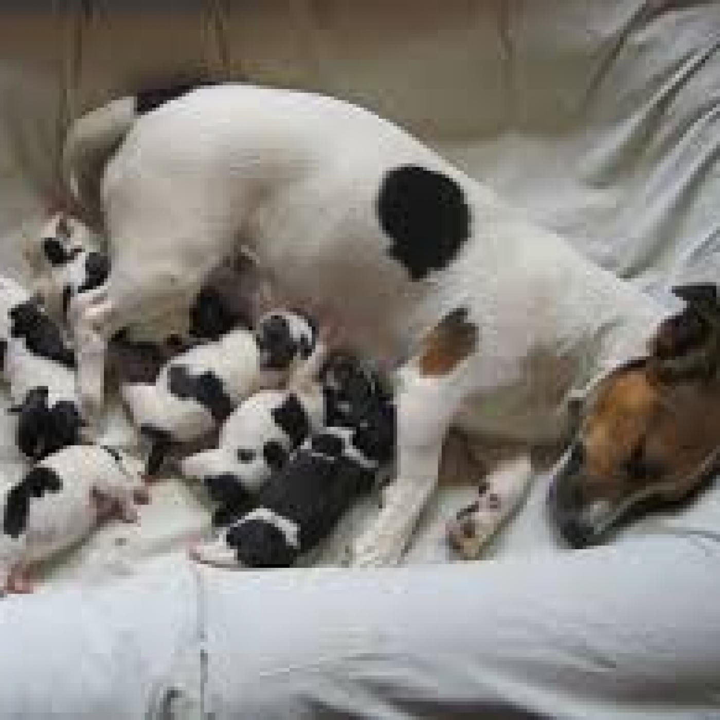Nuestras Mascotas - Ciclo Sexual Perras