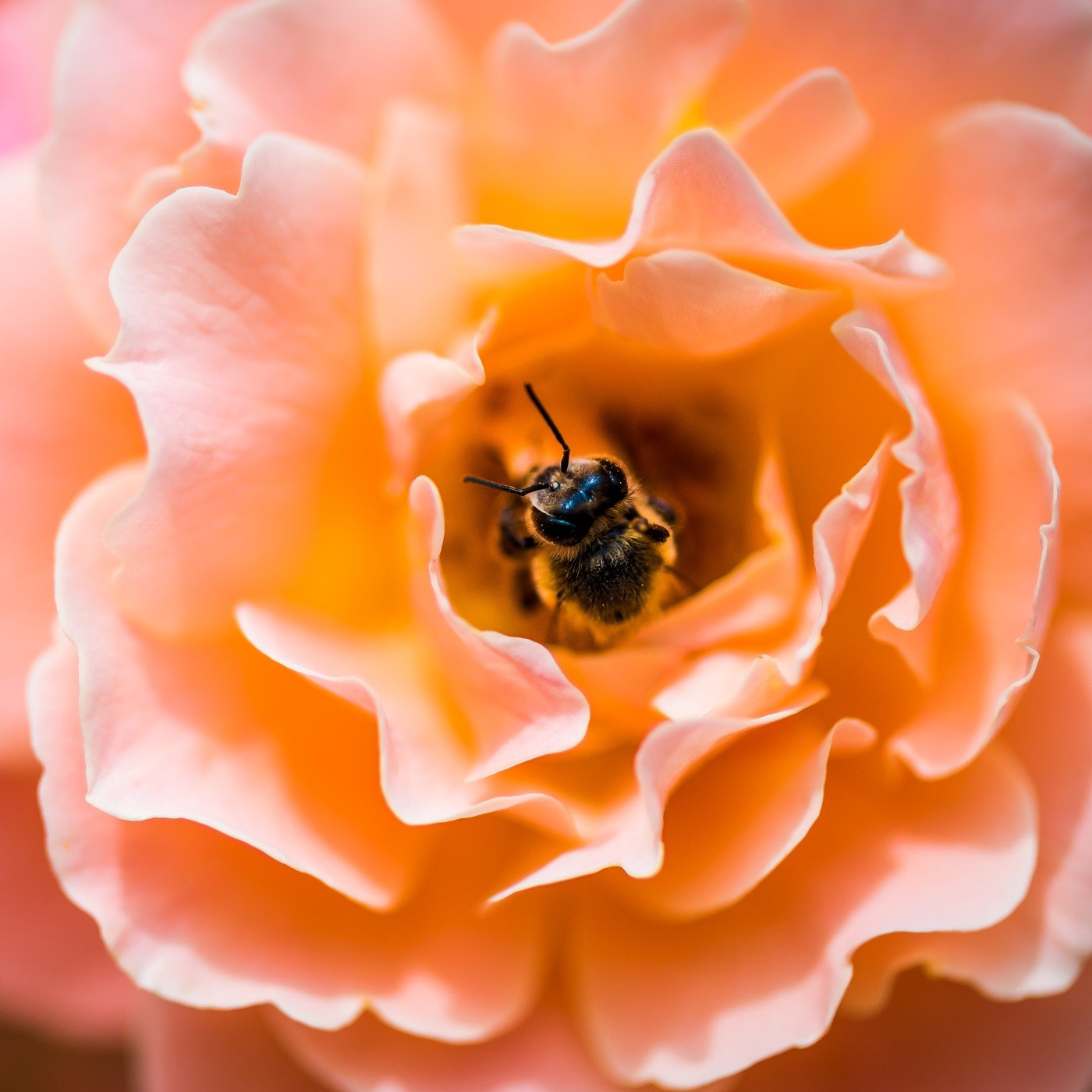 Podcast TALLER DEL PERDON