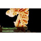 Superbacteria E. Coli