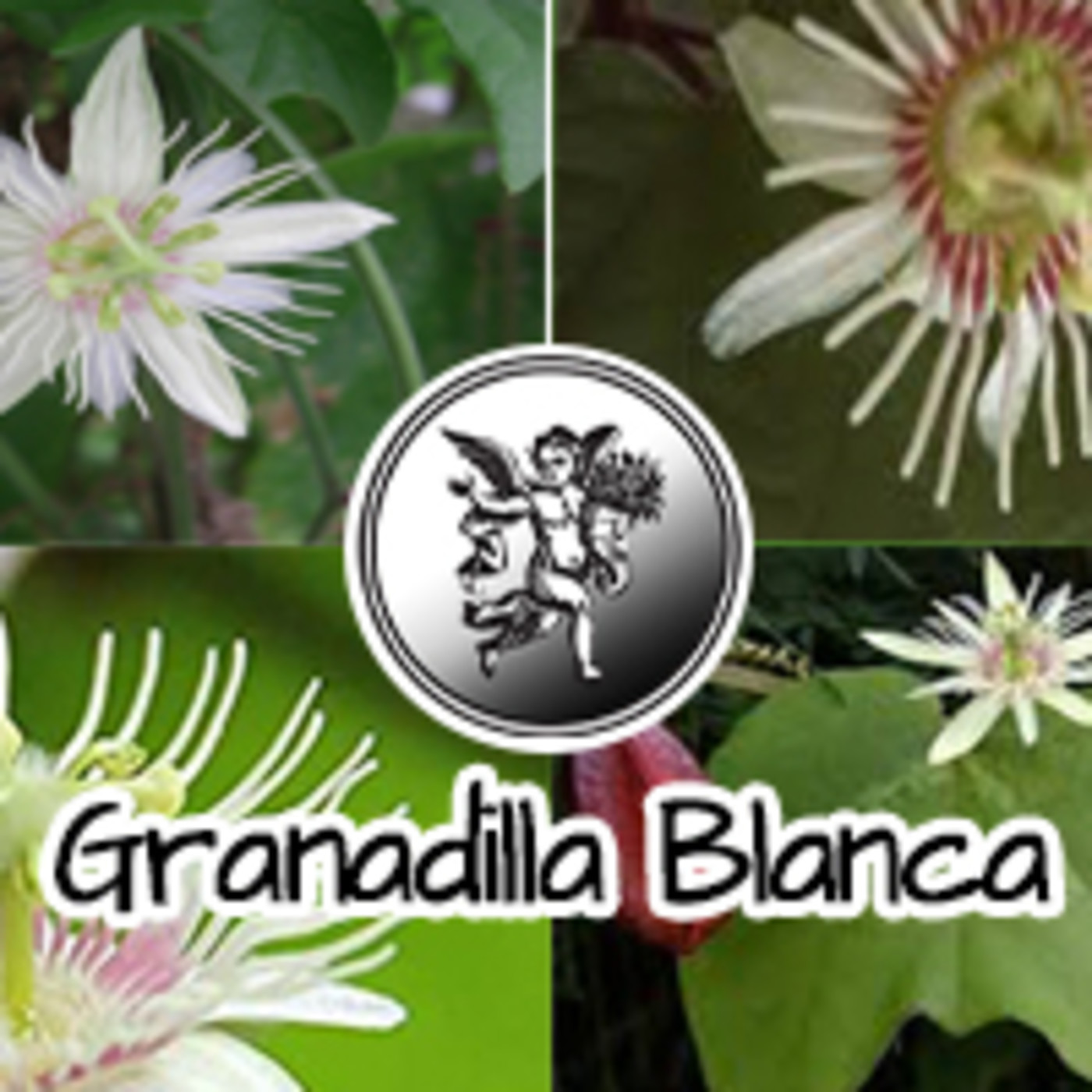 El Ángel de tu Salud - GRANADILLA BLANCA**** episode artwork