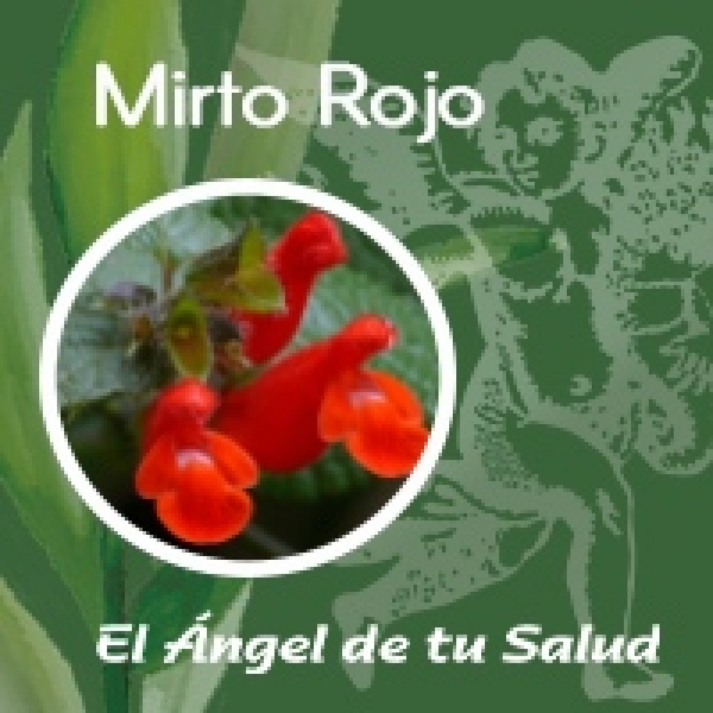 El Ángel de tu Salud - Mirto Rojo **