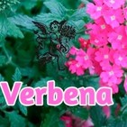El Ángel de tu Salud - VERBENA II