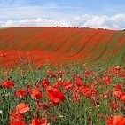 49 Causas de la Primera Guerra Mundial II