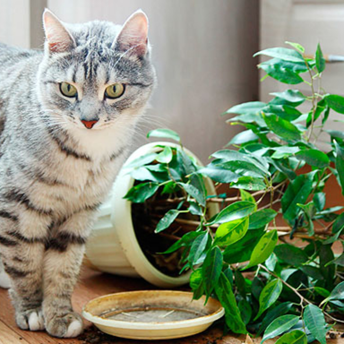 Nuestras MASCOTAS - Toxicidad