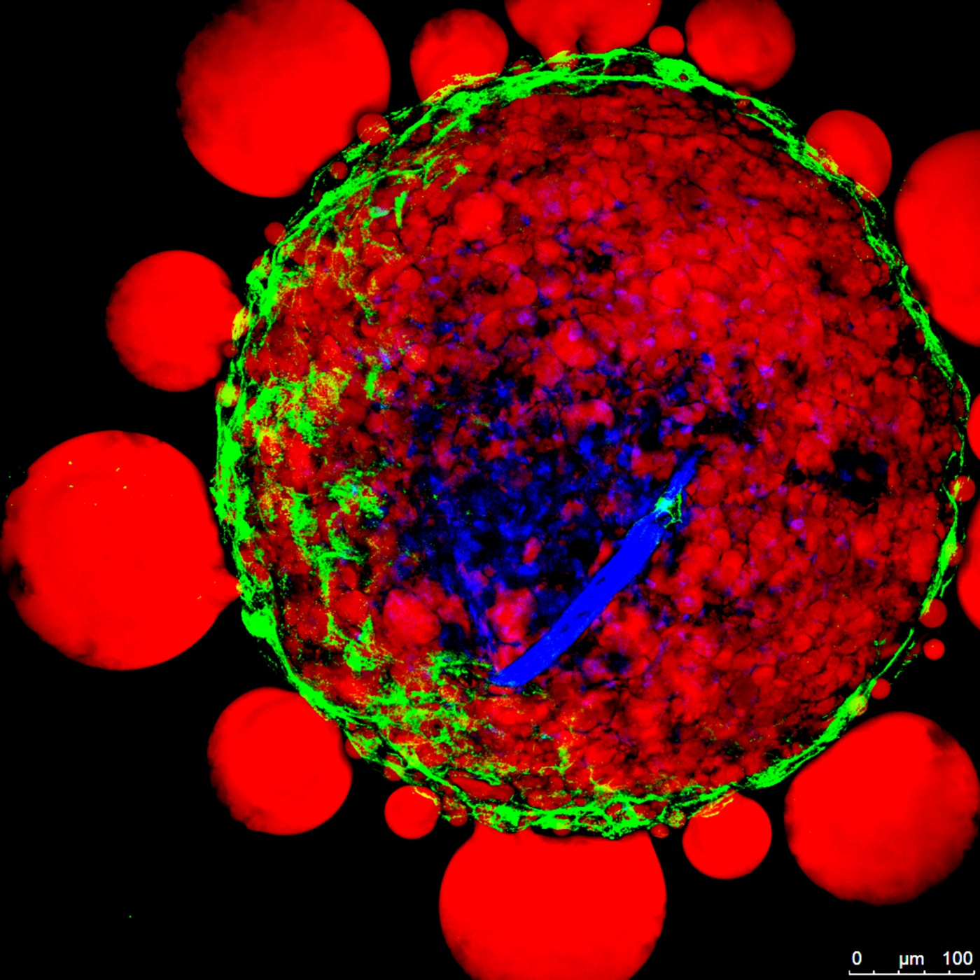 Fotciencia18
