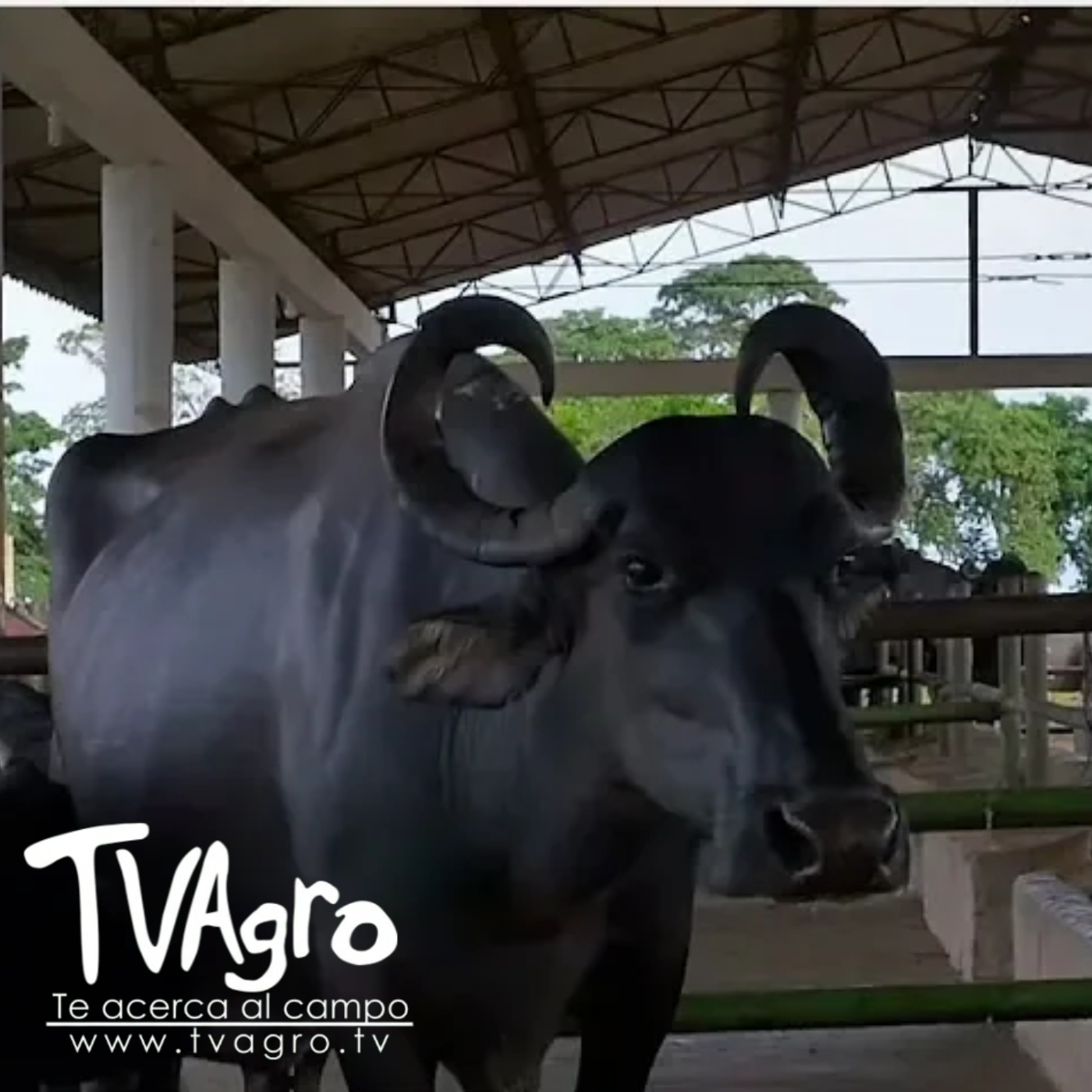 TV AGRO