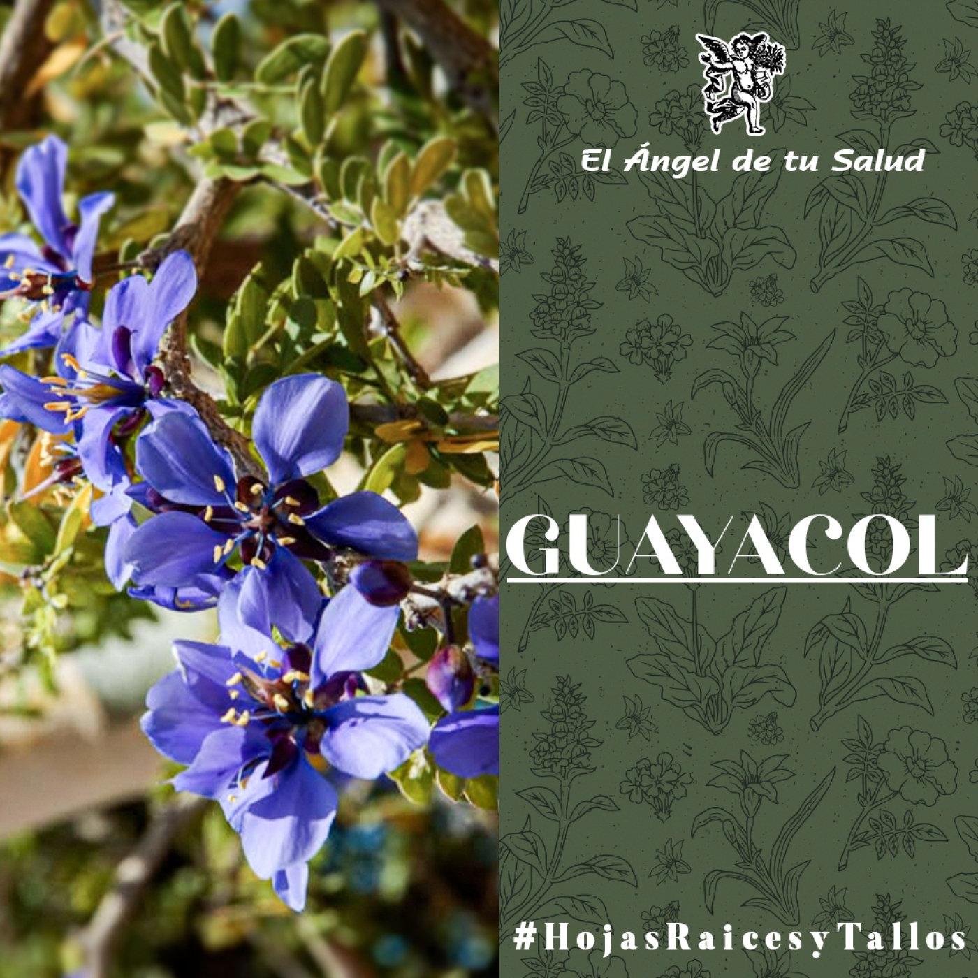 El Ángel de tu Salud - Guayacol** episode artwork