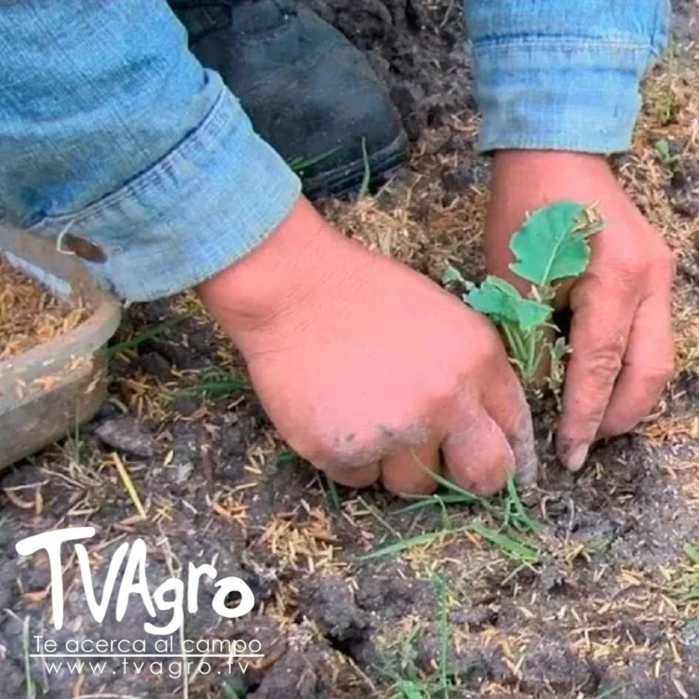 TV AGRO