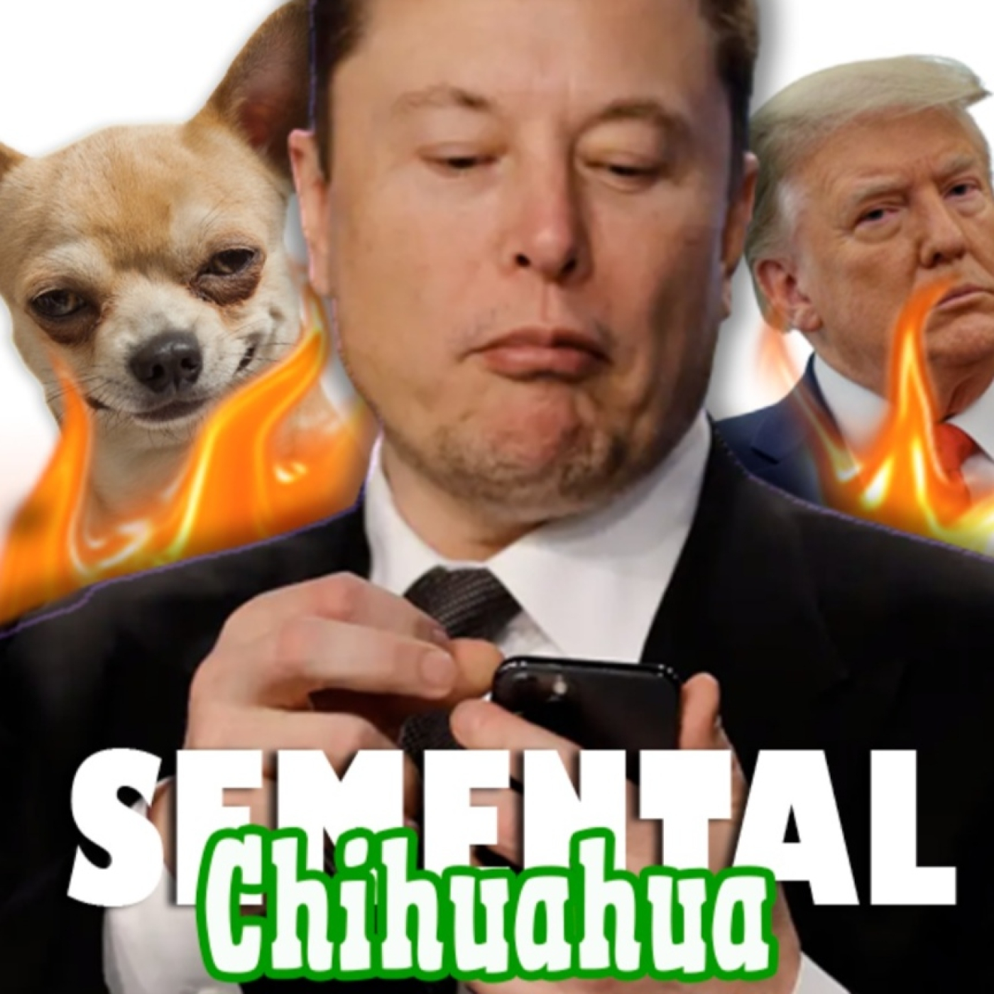 Semental Chihuahua
