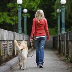 Descubre El Secreto Para Caminar con tu Perro