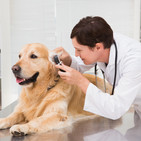 Últimas noticias sobre mascotas y coronavirus. Prevención y tranquilidad.