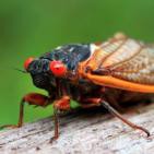 La Brújula de la Ciencia s04e41: Las cigarras periódicas y los números primos