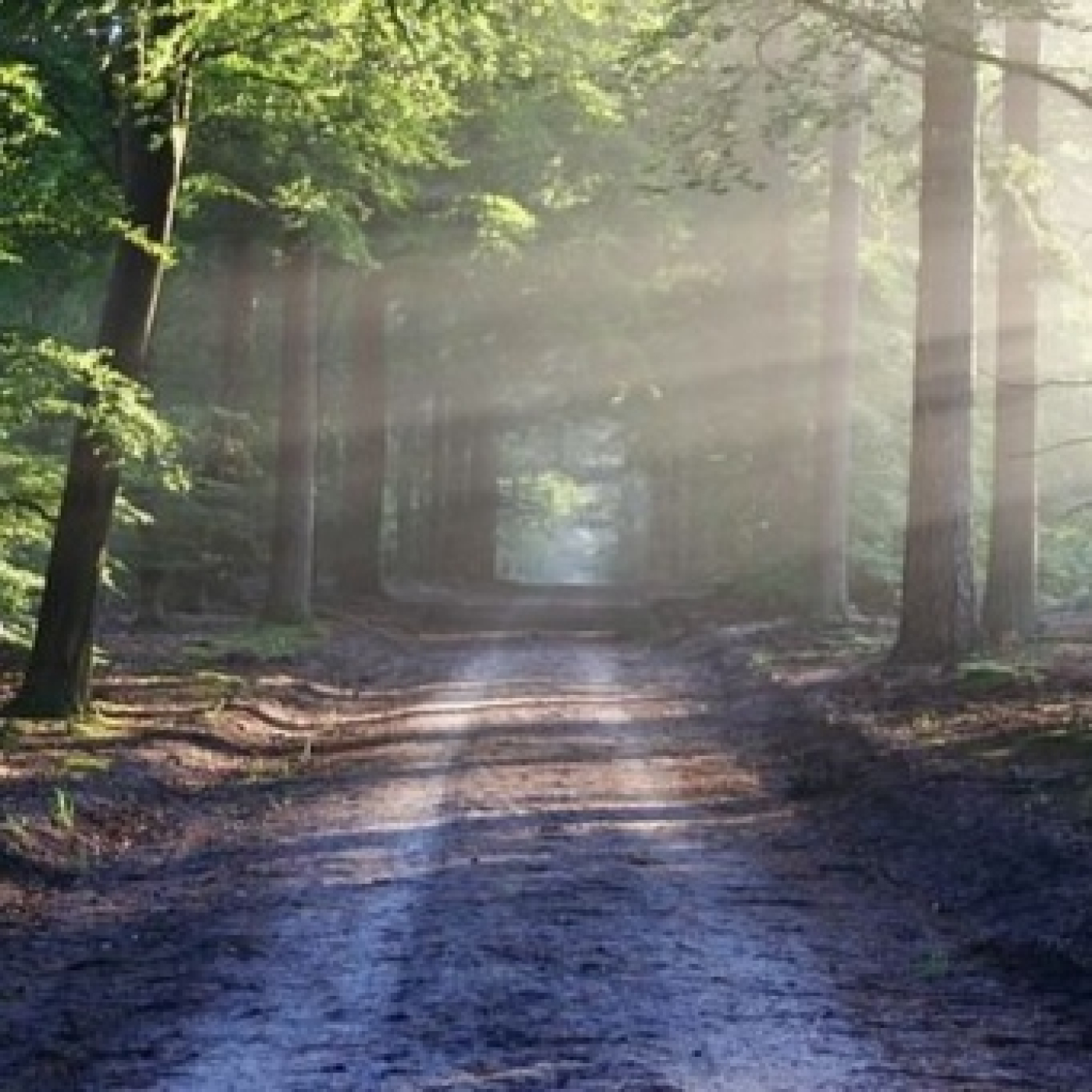 El sendero a desvelar