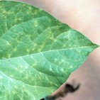 Fascinacion por las plantas - 173 - Virus vegetales 3