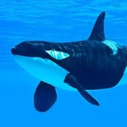 La Brújula de la Ciencia s06e23: El origen evolutivo de la menopausia, en el ser humano y en las orcas