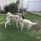 No tengas perro y ahórrate un dineral
