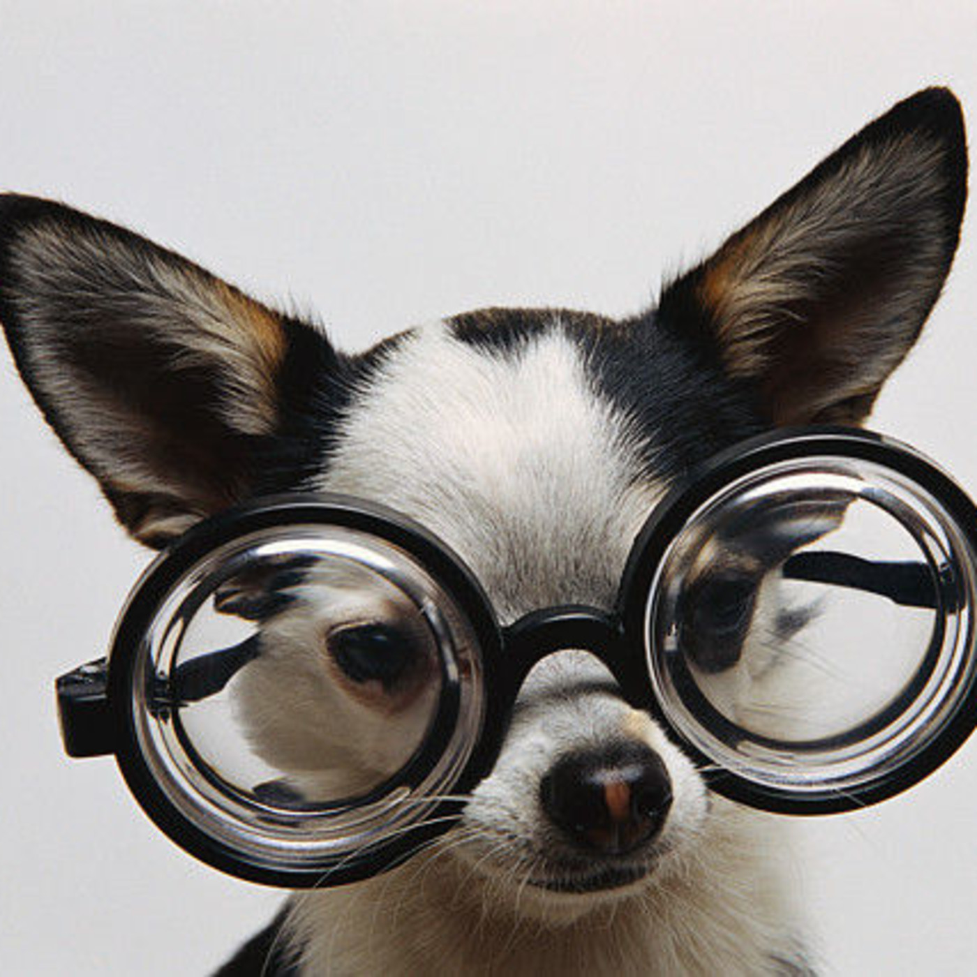 Podcast de Animales de la Calle