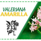 El Ángel de tu Salud - VALERIANA AMARILLA*