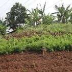 Aplican resultados de investigadores de Mayabeque en agricultura urbana de Venezuela