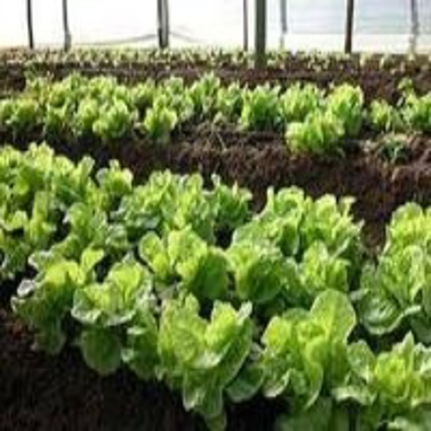 Podcast de Soberanía alimentaria y comuni
