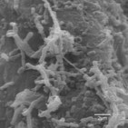 Bacterias eléctricas al rescate del medioambiente (163)