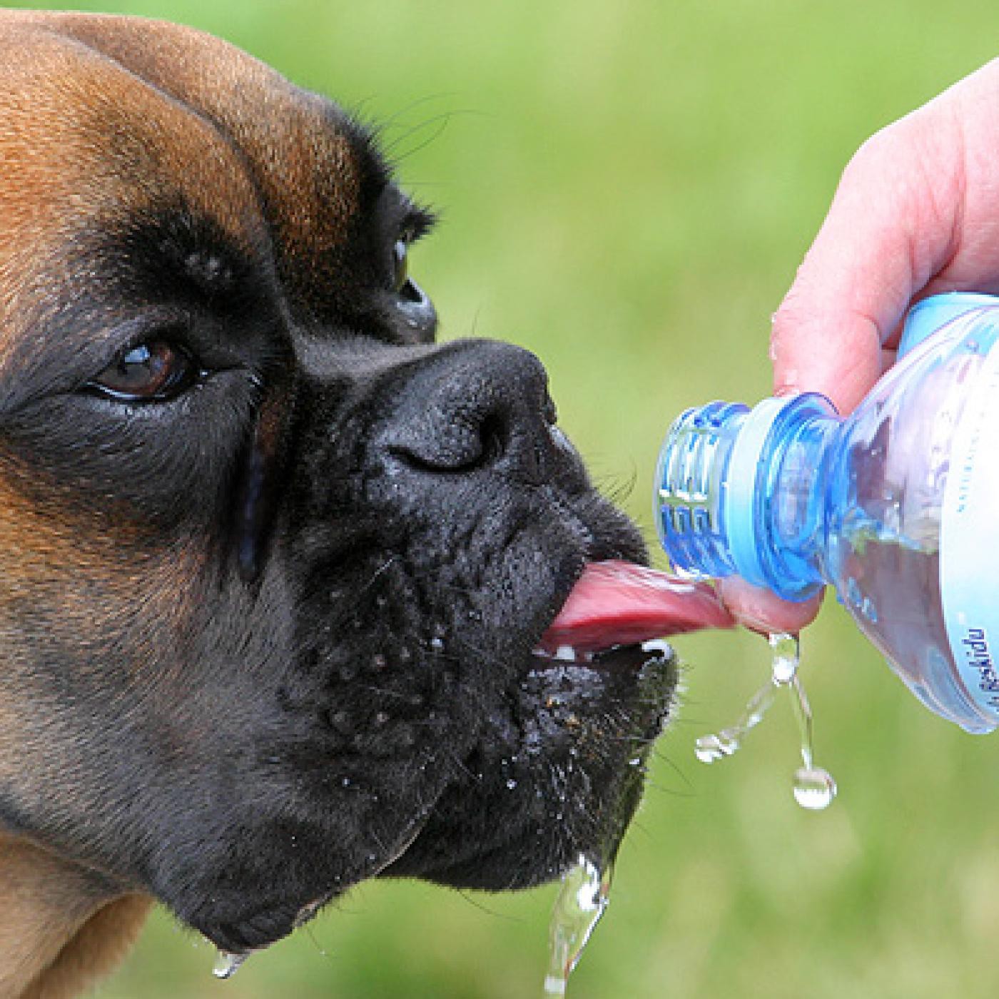 Nuestras Mascotas - Calor