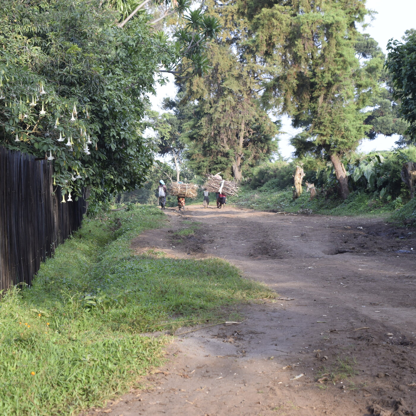 FLORES EN EL CONGO