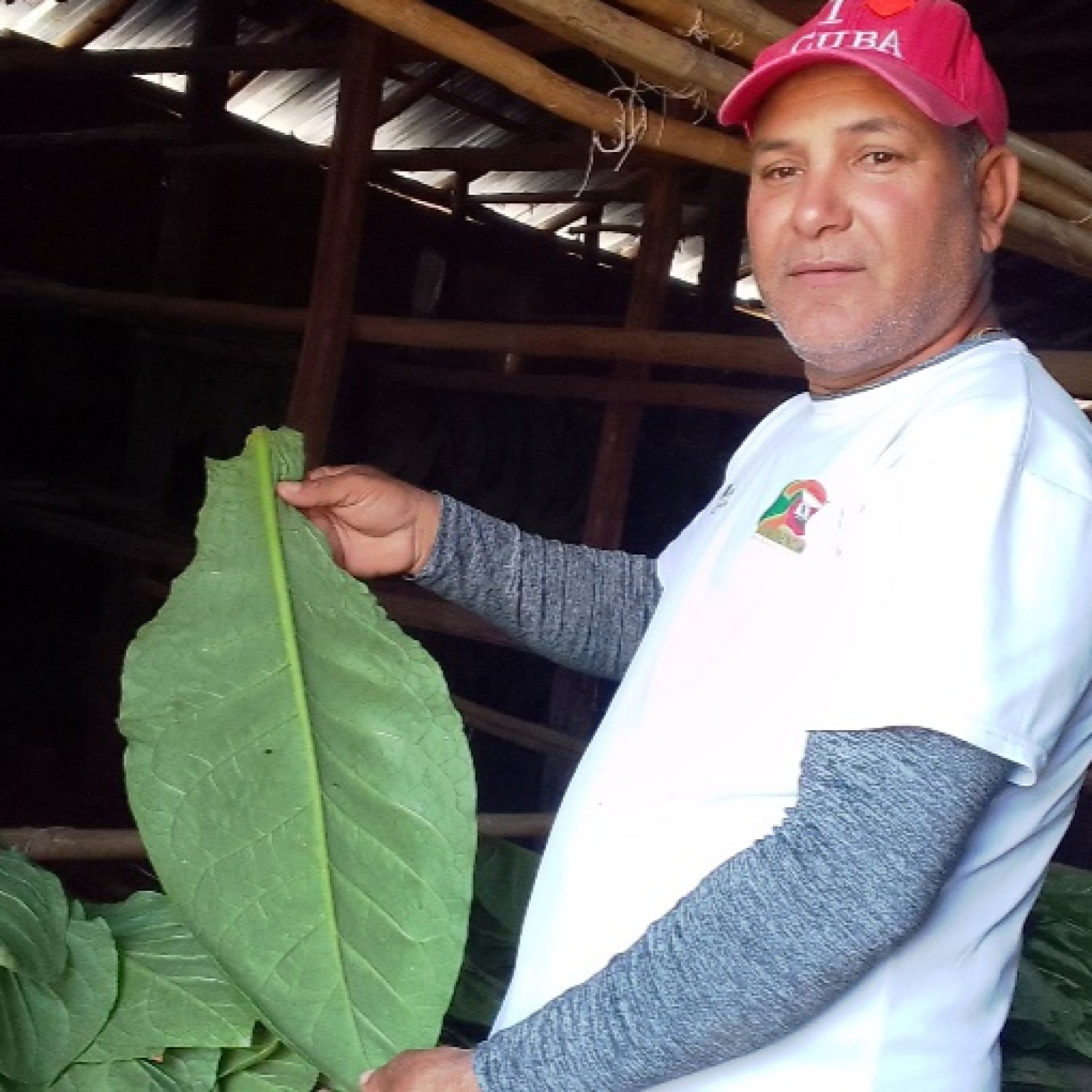 Aplican novedosa tecnología para secar tabacos en finca cienfueguera El Porvenir