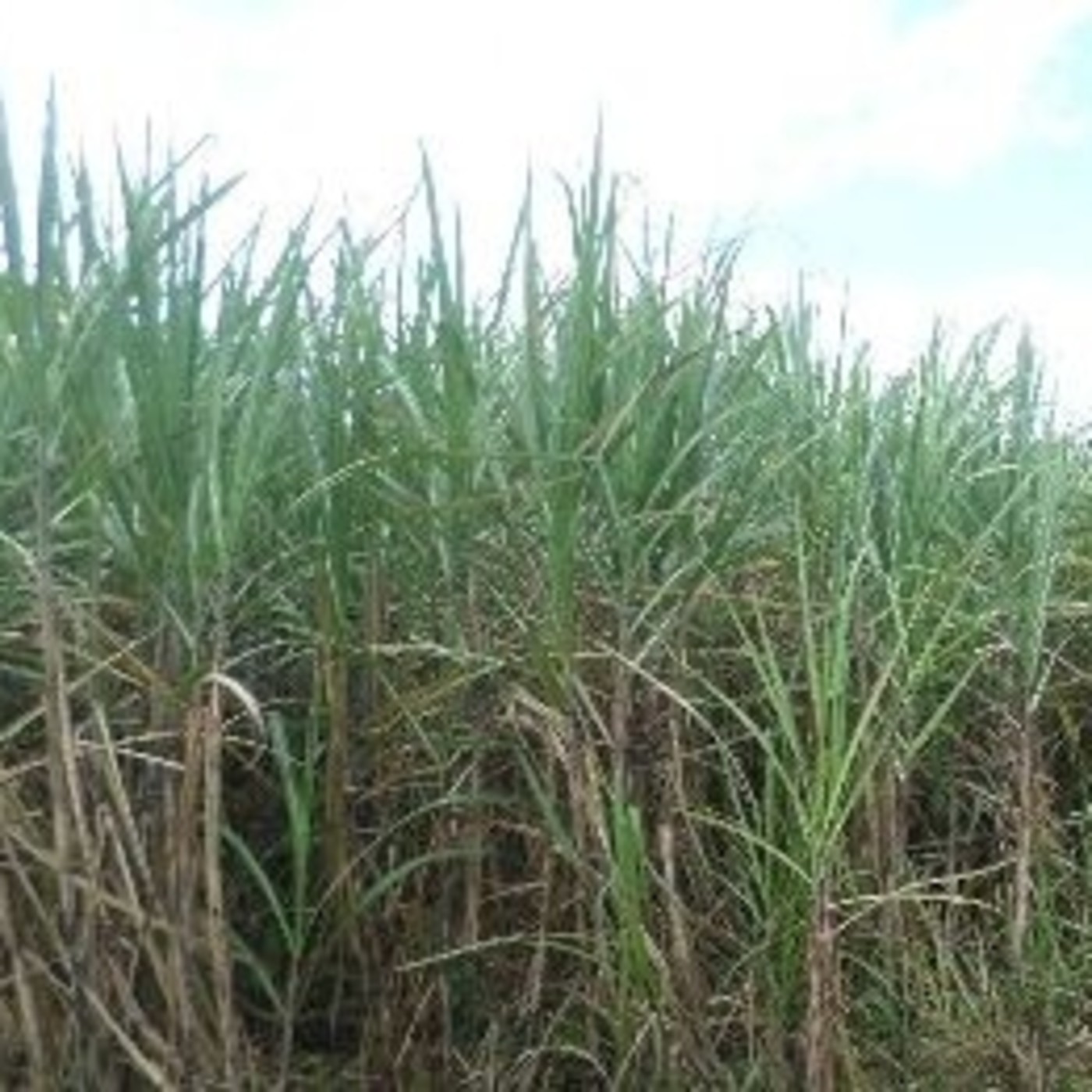 La zafra azucarera en Santiago de Cuba