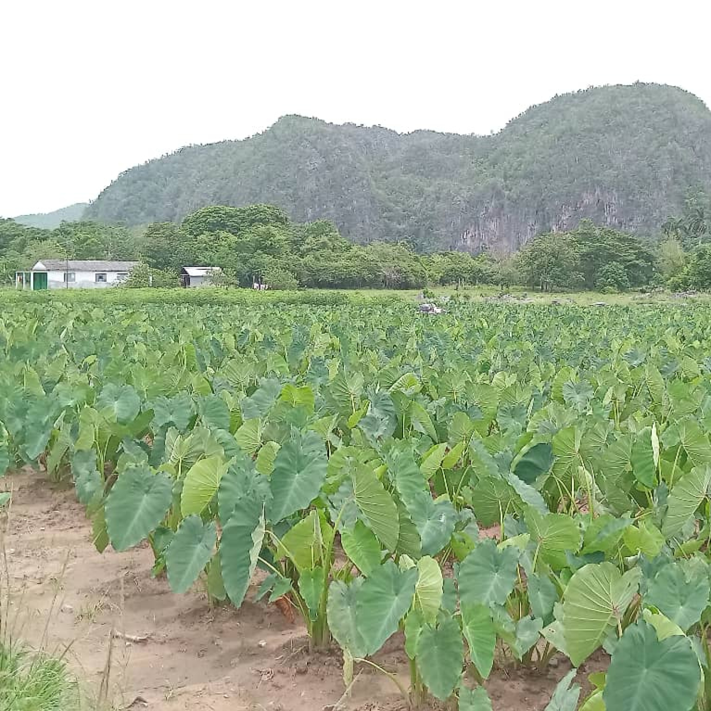 Razones para un 26: municipio de Guane destaca en la producción de alimentos