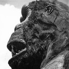 King Kong