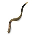 Sonido del Shofar