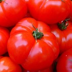 El tomate nos ayuda a adelgazar