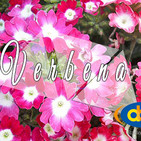 El Angel de tu Salud - VERBENA