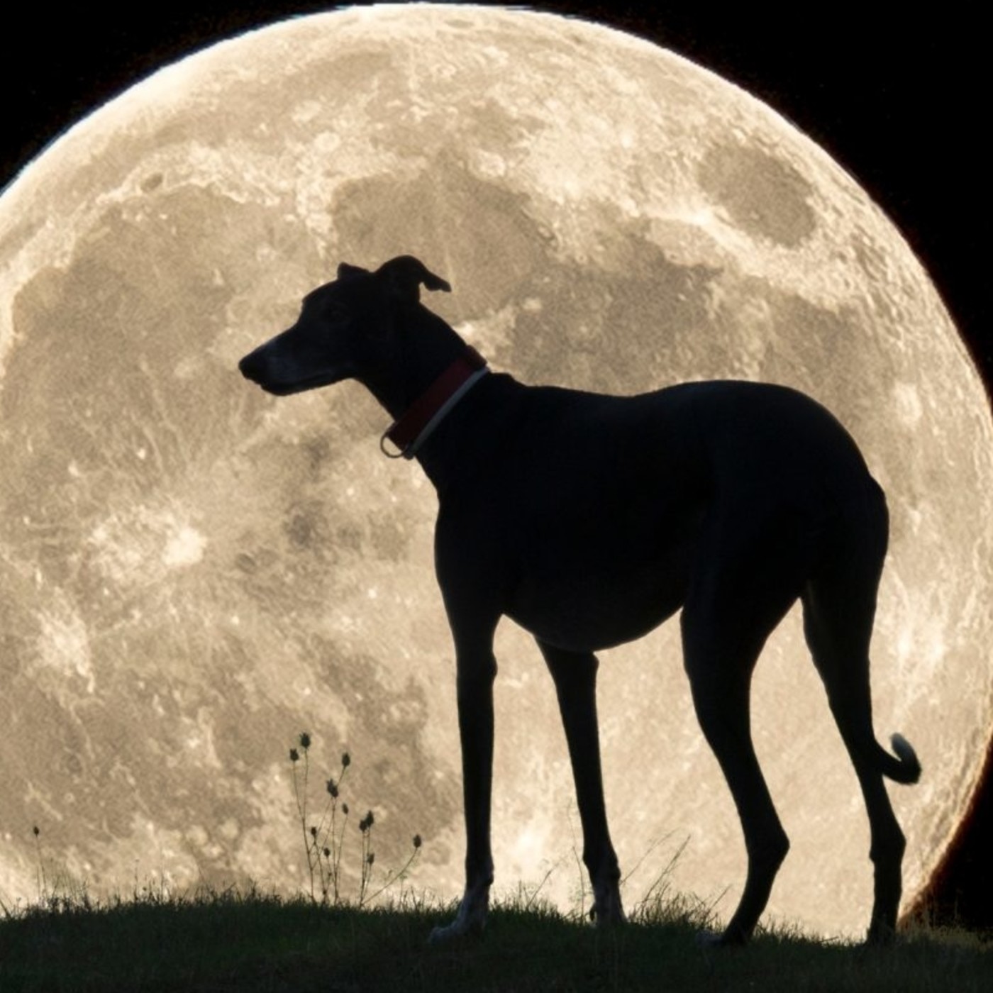 Podcast Mascotero - Mundo animal