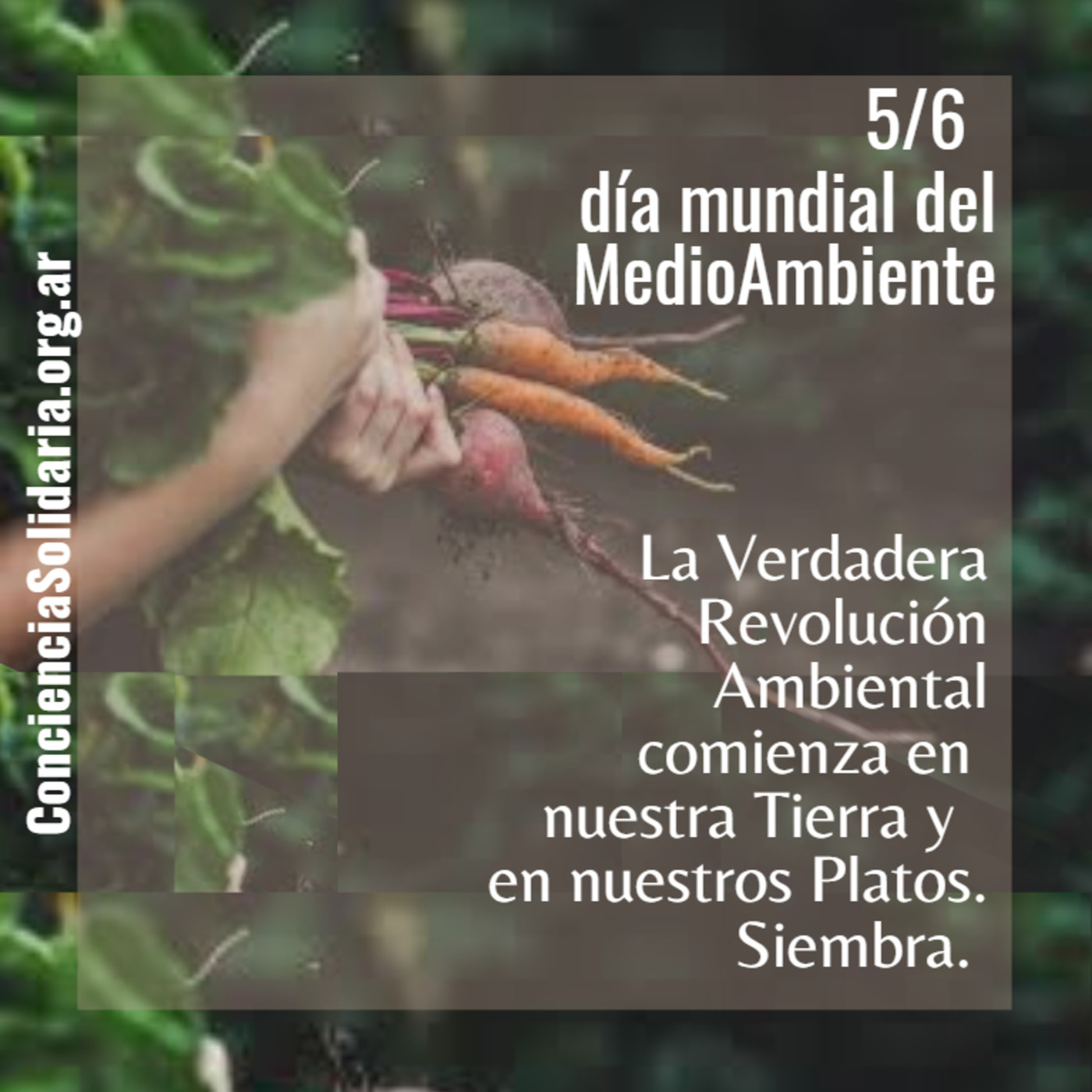 Conciencia Solidaria ONG