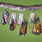 Podcast 87: de oruga a mariposa; el privilegio de forjarse a uno mismo