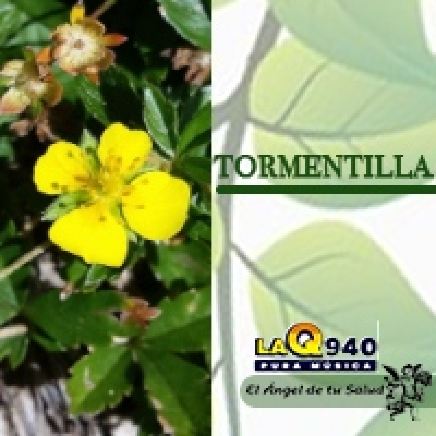 El Ángel de tu Salud - Tormentilla ** episode artwork