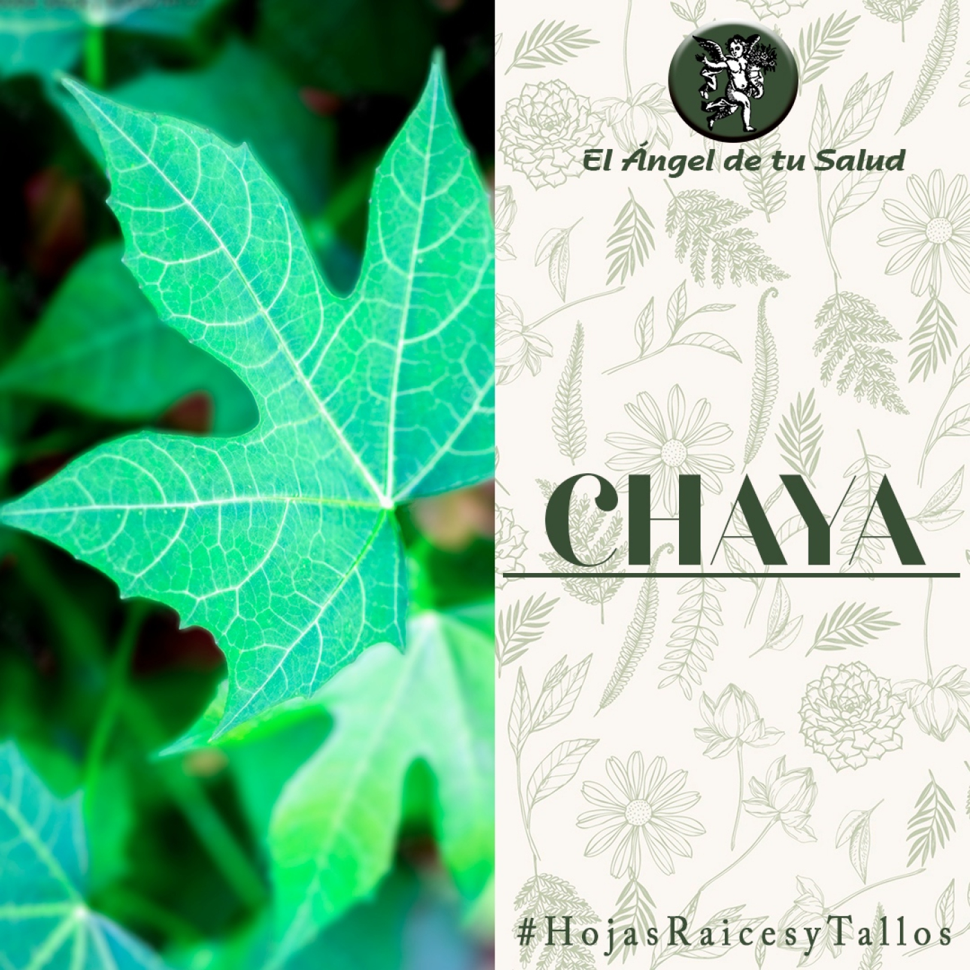 El Ángel de tu Salud - Chaya** episode artwork