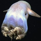 Zoonosis 7 Cefalópodos y gaitas