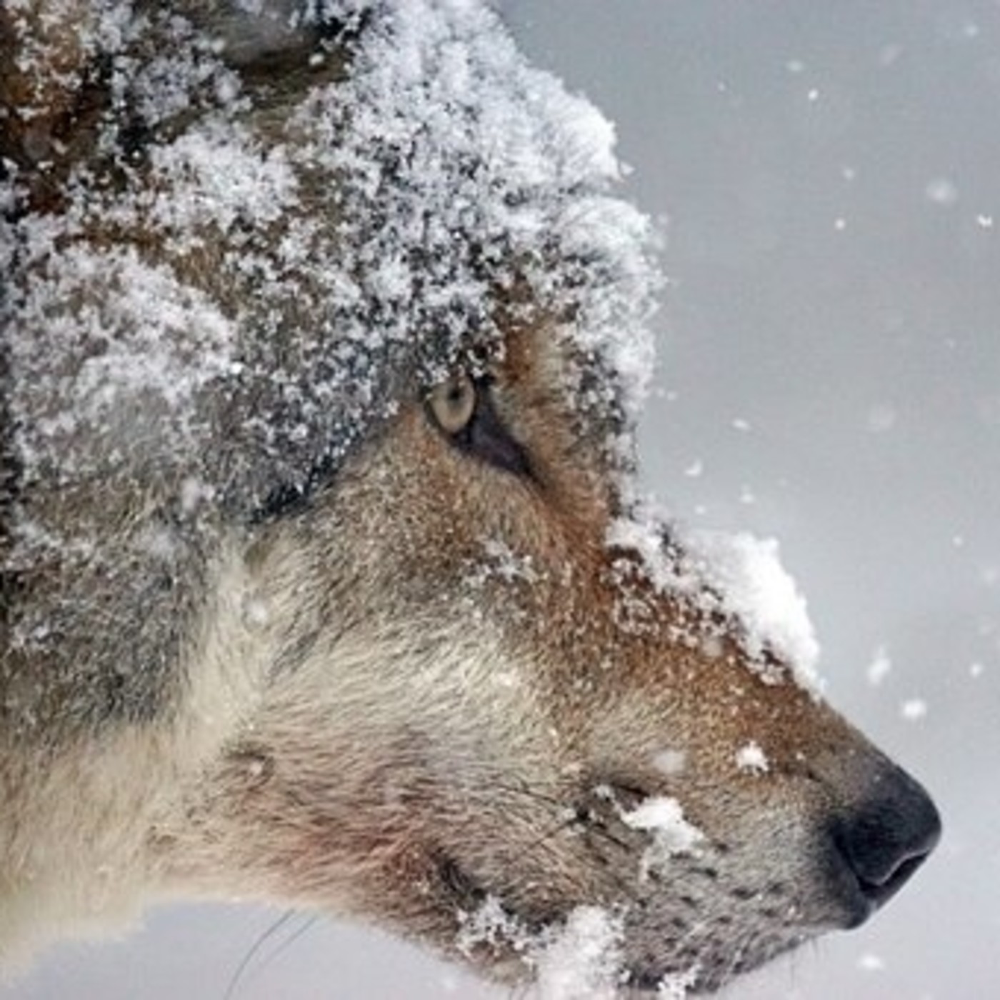 ANIMALES DE PODER