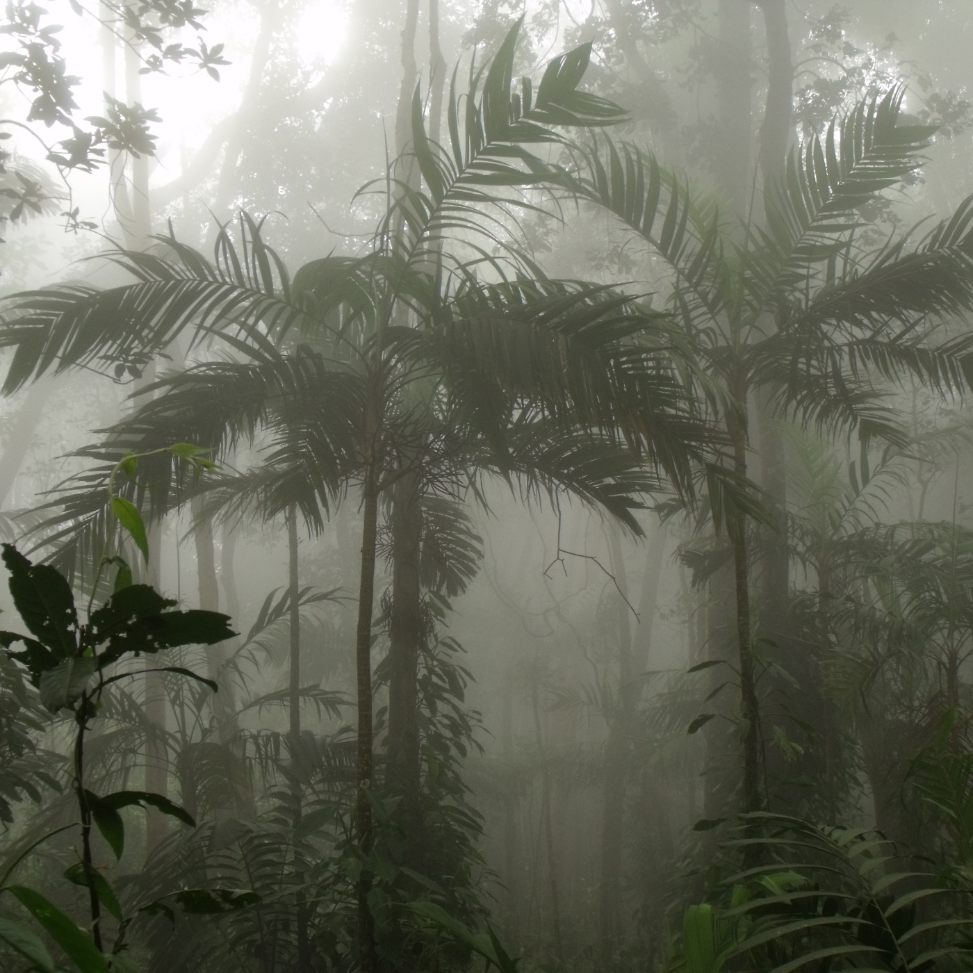 Cuentos del bosque oscuro