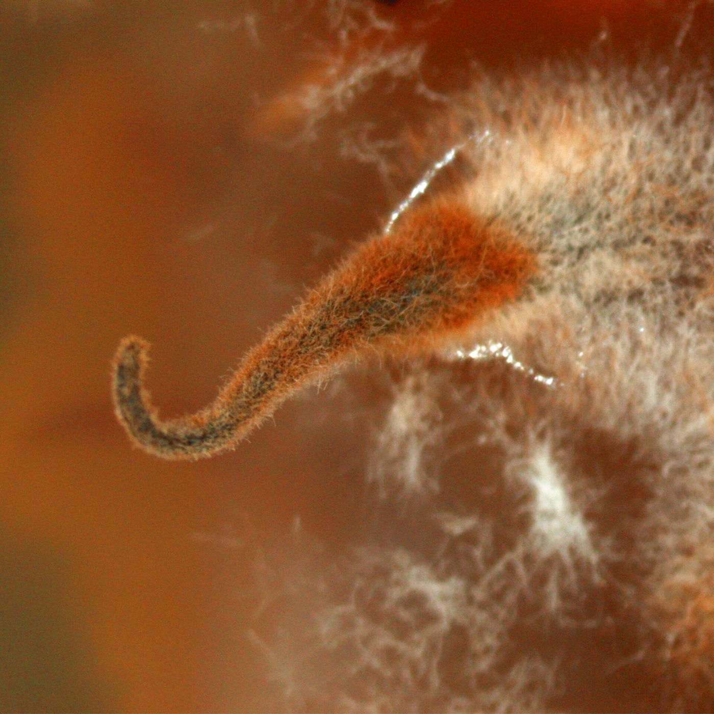 Fotciencia18