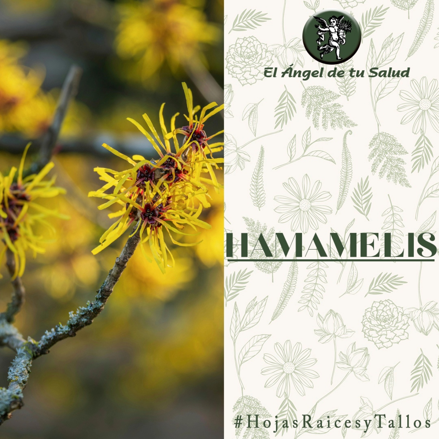 El Ángel de tu Salud - Hamamelis** episode artwork
