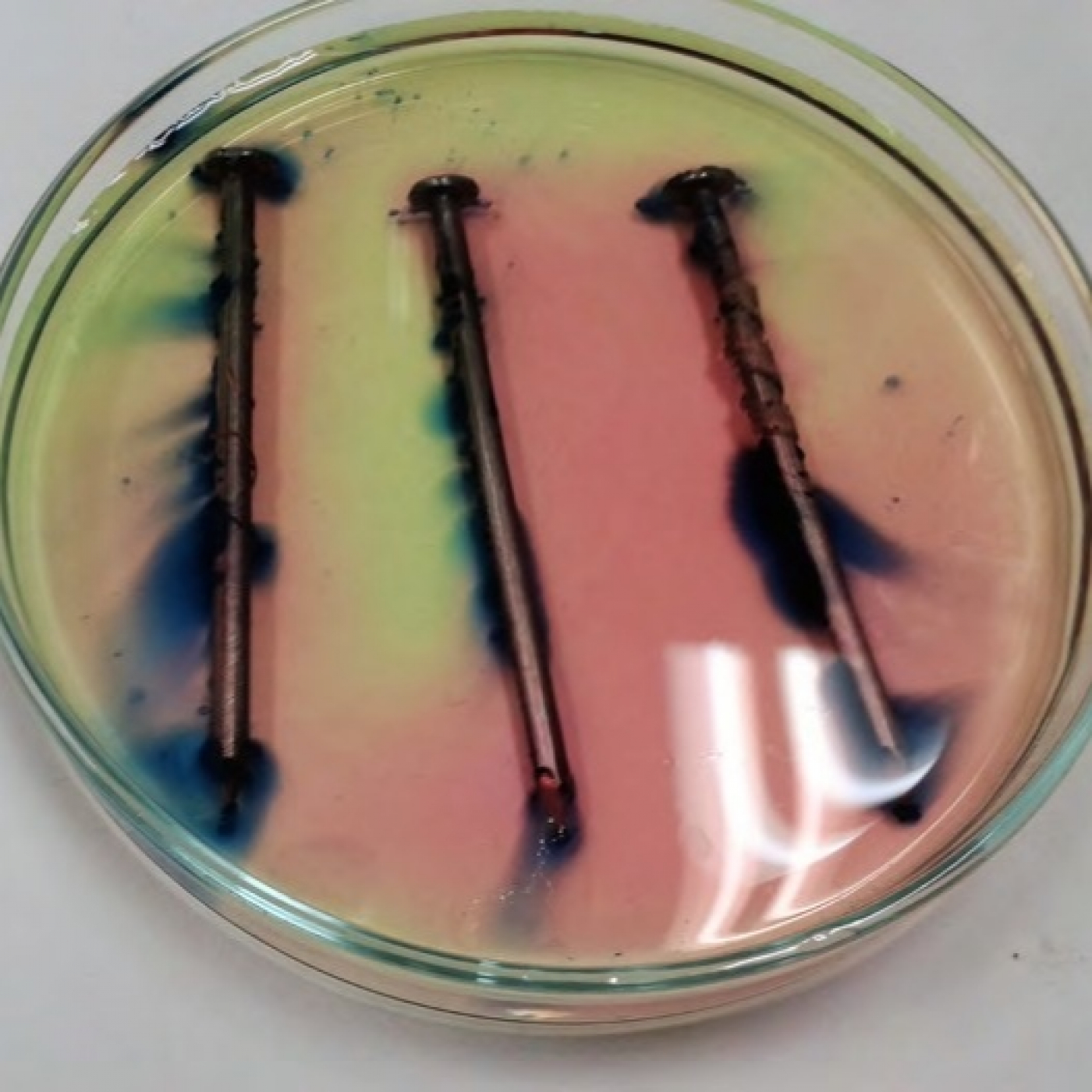 Fotciencia19