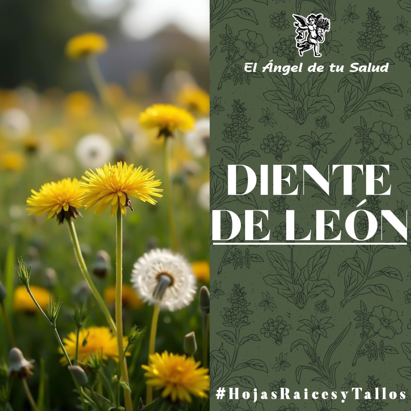 El Ángel de tu Salud - Diente de León** episode artwork