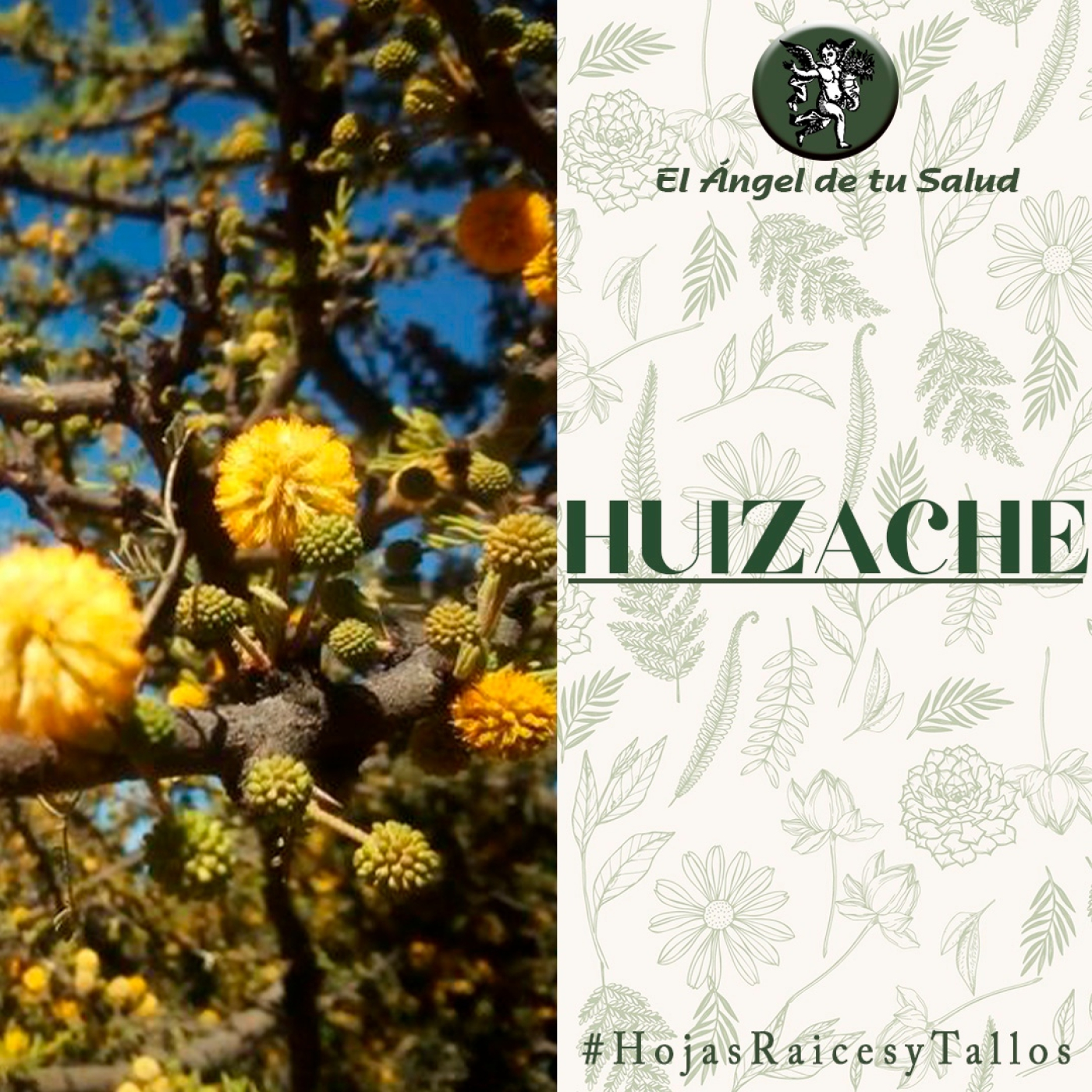 El Ángel de tu Salud - Huizache** episode artwork