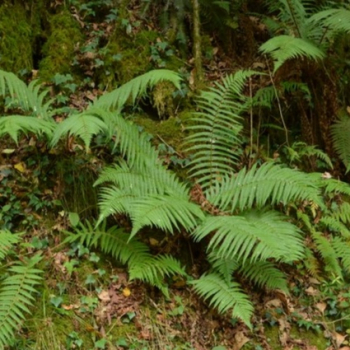 embed image