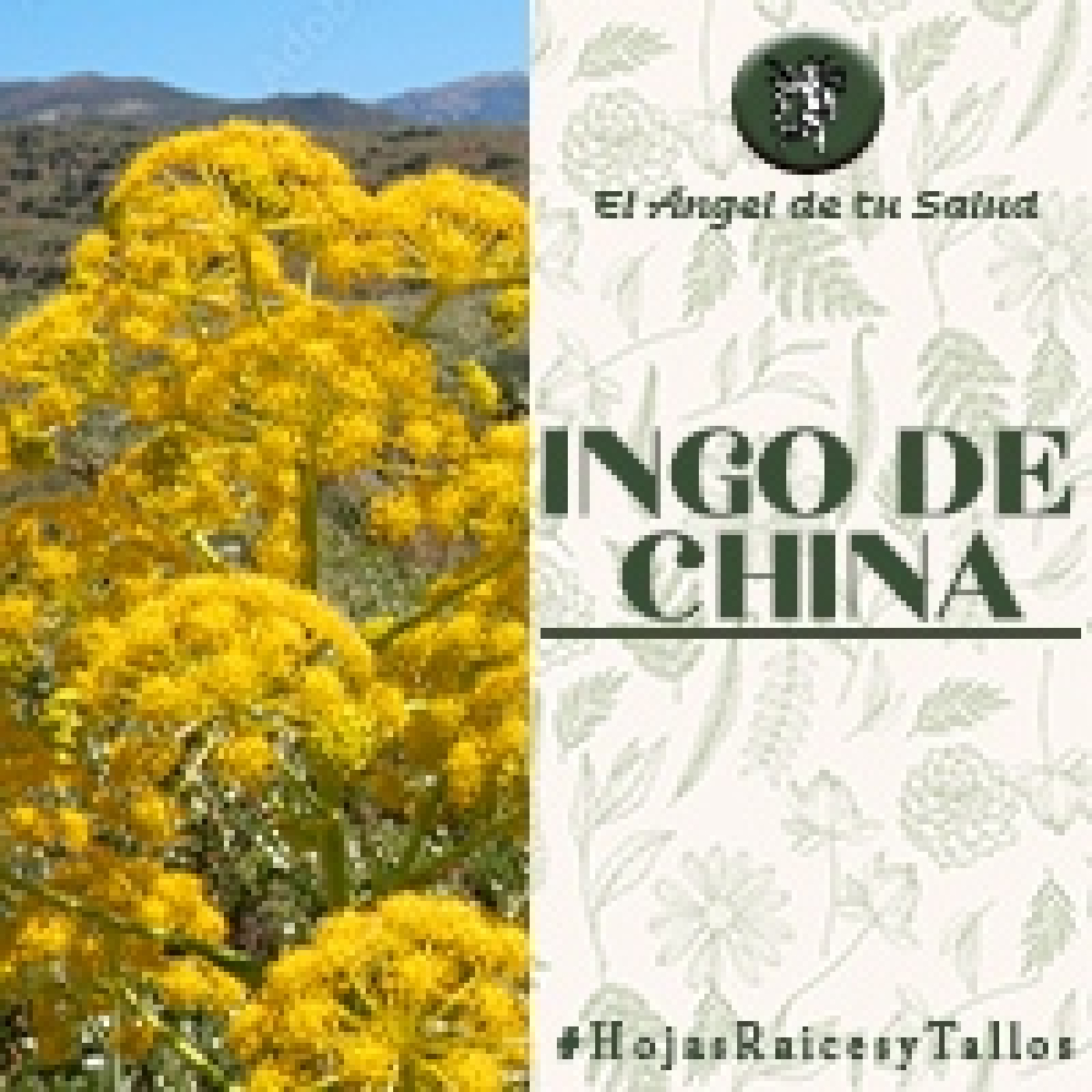 El Ángel de tu Salud - Ingo de China**